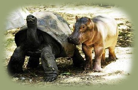 male tortoise and baby hippo, mom and child in kenya.