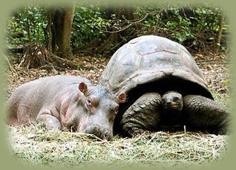 hippo and tortoise family.